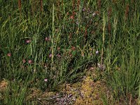 Sphagnum denticulatum 34, Geoord veenmos, Saxifraga-Hans Boll