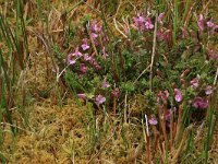 Sphagnum denticulatum 7, Geoord veenmos, Saxifraga-Hans Boll