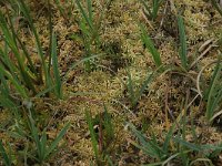 Sphagnum denticulatum 8, Geoord veenmos, Saxifraga-Hans Boll