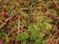 Sphagnum fallax 11, Fraai veenmos, Saxifraga-Hans Boll