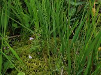 Sphagnum fallax 12, Fraai veenmos, Saxifraga-Hans Boll