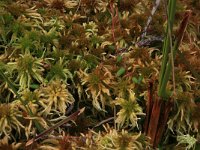 Sphagnum fallax 17, Fraai veenmos, Saxifraga-Hans Boll