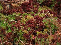 Sphagnum fallax 19, Fraai veenmos, Saxifraga-Hans Boll