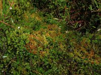 Sphagnum fallax 26, Fraai veenmos, Saxifraga-Hans Boll