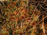 Sphagnum fallax 27, Fraai veenmos, Saxifraga-Hans Boll