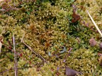 Sphagnum fallax 3, Fraai veenmos, Saxifraga-Hans Boll