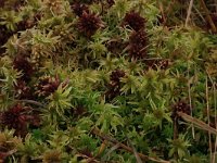 Sphagnum fallax 35, Fraai veenmos, Saxifraga-Hans Boll