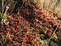 Sphagnum magellanicum 10, Hoogveenveenmos, Saxifraga-Hans Boll