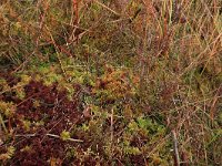 Sphagnum magellanicum 16, Hoogveenveenmos, Saxifraga-Hans Boll