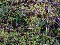 Sphagnum magellanicum 2, Hoogveenveenmos, Saxifraga-Hans Boll