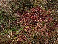 Sphagnum magellanicum 25, Hoogveenveenmos, Saxifraga-Hans Boll