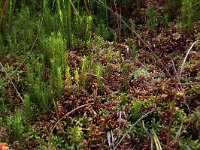 Sphagnum magellanicum 29, Hoogveenveenmos, Saxifraga-Hans Boll