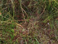 Sphagnum magellanicum 30, Hoogveenveenmos, Saxifraga-Hans Boll