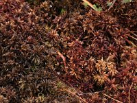 Sphagnum magellanicum 34, Hoogveenveenmos, Saxifraga-Hans Boll