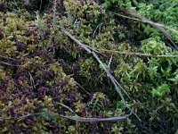 Sphagnum magellanicum 4, Hoogveenveenmos, Saxifraga-Hans Boll