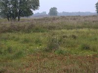 Sphagnum magellanicum 44, Hoogveenveenmos, Saxifraga-Hans Boll