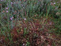 Sphagnum magellanicum 47, Hoogveenveenmos, Saxifraga-Hans Boll