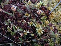 Sphagnum magellanicum 6, Hoogveenveenmos, Saxifraga-Hans Boll