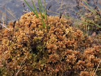 Sphagnum magellanicum 62, Hoogveenveenmos, Saxifraga-Hans Boll