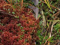 Sphagnum magellanicum 69, Hoogveenveenmos, Saxifraga-Hans Boll