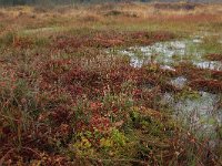 Sphagnum magellanicum 7, Hoogveenveenmos, Saxifraga-Hans Boll