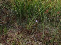 Sphagnum magellanicum 79, Hoogveenveenmos, Saxifraga-Hans Boll