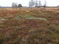 Sphagnum magellanicum 9, Hoogveenveenmos, Saxifraga-Hans Boll