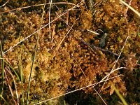 Sphagnum molle 2, Week veenmos, Saxifraga-Hans Boll