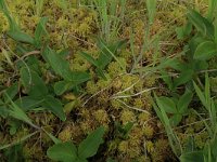 Sphagnum palustre 13, Gewoon veenmos, Saxifraga-Hans Boll