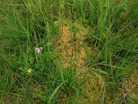 Sphagnum palustre 28, Gewoon veenmos, Saxifraga-Hans Boll