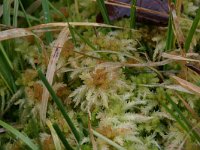 Sphagnum palustre 3, Gewoon veenmos, Saxifraga-Hans Boll