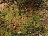 Sphagnum palustre 36, Gewoon veenmos, Saxifraga-Hans Boll