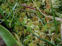 Sphagnum palustre 4, Gewoon veenmos, Saxifraga-Hans Boll