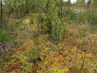 Sphagnum palustre 40, Gewoon veenmos, Saxifraga-Hans Boll