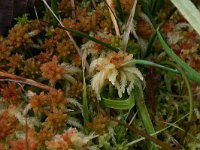 Sphagnum palustre 5, Gewoon veenmos, Saxifraga-Hans Boll