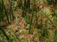 Sphagnum palustre 7, Gewoon veenmos, Saxifraga-Hans Boll