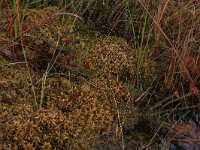 Sphagnum papillosum 25, Wrattig veenmos, Saxifraga-Hans Boll