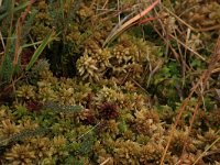 Sphagnum papillosum 40, Wrattig veenmos, Saxifraga-Hans Boll