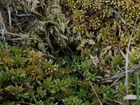 Sphagnum papillosum 6, Wrattig veenmos, Saxifraga-Hans Boll