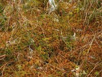 Sphagnum pulchrum