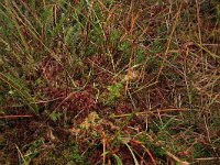 Sphagnum rubellum 10, Rood veenmos, Saxifraga-Hans Boll