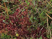 Sphagnum rubellum 11, Rood veenmos, Saxifraga-Hans Boll