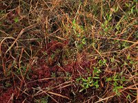 Sphagnum rubellum 13, Rood veenmos, Saxifraga-Hans Boll