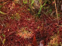 Sphagnum rubellum 2, Rood veenmos, Saxifraga-Hans Boll