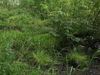 Sphagnum squarrosum 4, Haakveenmos, Saxifraga-Hans Boll