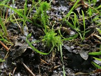 Sphagnum squarrosum 6, Haakveenmos, Saxifraga-Hans Boll