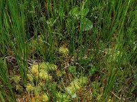 Sphagnum squarrosum 7, Haakveenmos, Saxifraga-Hans Boll