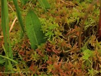 Sphagnum subnitens 3, Glanzend veenmos, Saxifraga-Hans Boll