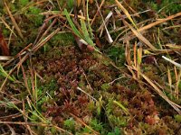 Sphagnum subnitens 4, Glanzend veenmos, Saxifraga-Hans Boll