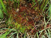 Sphagnum subnitens 5, Glanzend veenmos, Saxifraga-Hans Boll